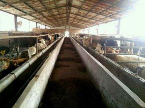 山東海水養(yǎng)殖技術(shù)研發(fā)的領(lǐng)軍者 國家級(jí)示范養(yǎng)殖基地探析