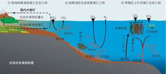 海洋負(fù)排放技術(shù) 焦念志院士領(lǐng)航，以海水養(yǎng)殖創(chuàng)新助力國家碳中和目標(biāo)