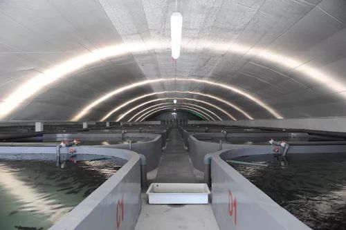 3條海魚10年增值300億，工業(yè)化養(yǎng)殖模式引領(lǐng)海水養(yǎng)殖新變革